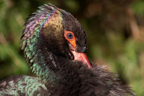 Black stork (Ciconia nigra), animal portrait, captive, Bad Mergentheim Wildlife Park,