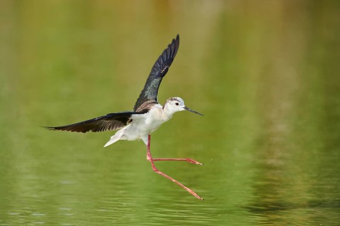Black-winged stilt (Himantopus himantopus) landing in the water, Camargue, France, Europe