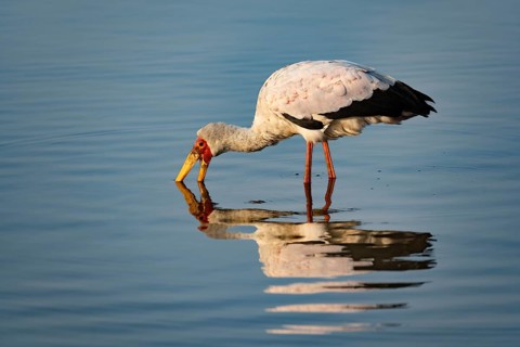 Yellow-billed Stork (Mycteria ibis) in water, fishing, Kruger National Park, South Africa, Africa