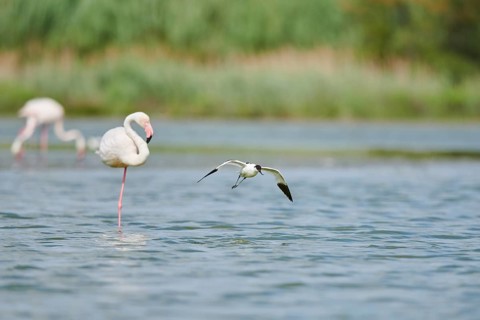 Pied avocet (Recurvirostra avosetta) landing in the watery, Camargue, France, Europe