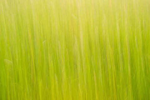Meadow or pasture with high grass in spring abstract, atmospheric evening light in May, may green,
