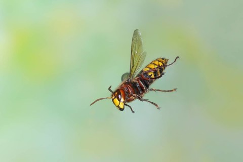 European hornet (Vespa crabro) worker in flight, highspeed nature photo, insects, Siegerland, North