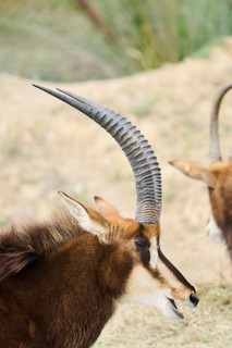 Sable antelope (Hippotragus niger) in the dessert, portrait, captive, distribution Africa