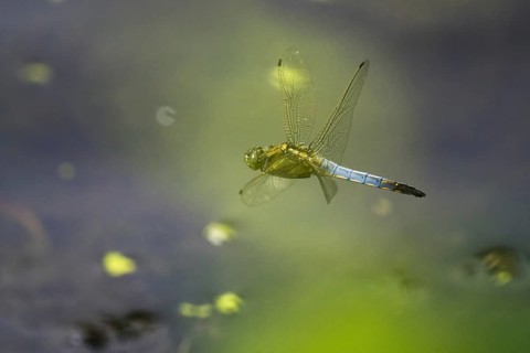 Black-tailed skimmer (Orthetrum cancellatum), male, flying, Hesse, Germany, Europe