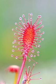 Oblong-leaved sundew (Drosera intermedia), close-up, Aschendorfer Obermoor nature reserve, Wildes