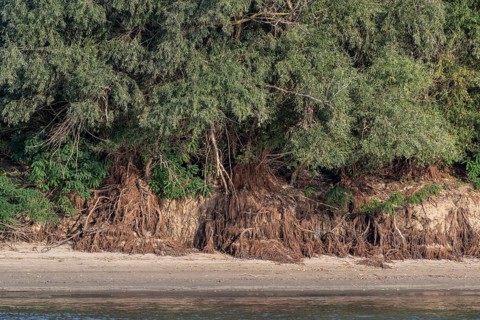 White willows (Salix alba) with exposed roots on the banks of the Danube, Romania, Europe