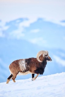 European mouflon (Ovis aries musimon) ram on a snowy meadow in the mountains in tirol, Kitzbühel,