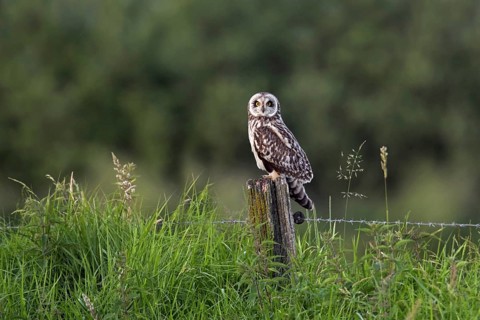 Short-eared owl (Asio flammeus) (Asio accipitrinus) perched on fence post along field