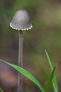 Petticoat mottlegill (Panaeolus papilionaceus) (Panaeolus sphinctrinus)
