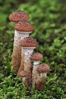 Dark honey fungus (Armillaria solidipes) (Armillaria ostoyae) growing amongst moss on forest floor
