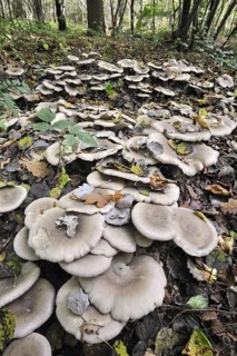 Clouded agaric (Lepista nebularis) Cloud funnel mushrooms forming fairy ring