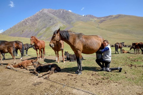 Young Kyrgyz milks mare on her summer pasture, West Karakol Valley, Tien Shan Mountains, Naryn