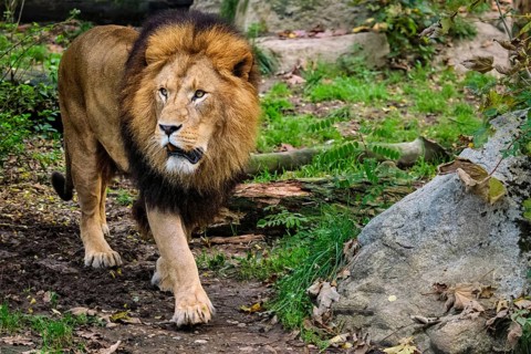 African Lion (Panthera Leo) in jungle forest