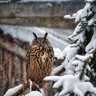 Long-eared owl (Asio otus) in snowy aviary, outdoor aviary, resting, captive, Neuhaus Wildlife Park