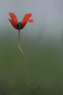 Summer pheasant's-eye (Adonis aestivalis) with stem, Adonis rose, red, bent, sow root, Karlstadt