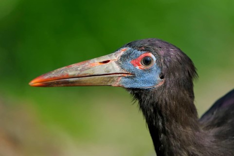 Abdim's stork's (Ciconia abdimii) stork