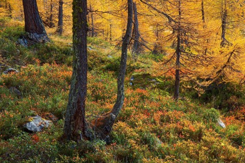 Larch forest and blueberry bushes, Valais, Switzerland, Europe