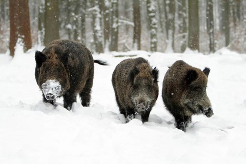 Wild Boars (Sus scrofa), male and females, Germany, Europe