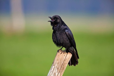 Carrion crow (Corvus corone corone), Crow, Lower Saxony, Germany, Europe