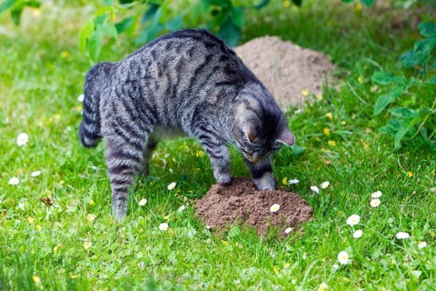 Domestic cat, digging on molehill, mackerel, molehill, digging, digging