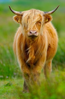 Scottish Highland Cattle, ear tags