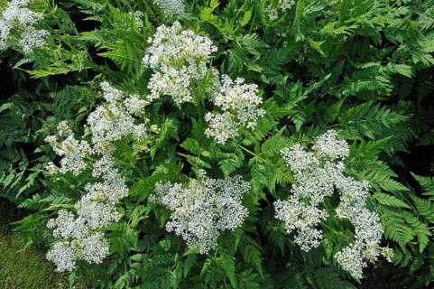 Sweet cicely (Scandix odorata) (Myrrhis odorata) in flower