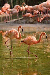 Two american flamingo (Phoenicopterus ruber) pink bird in pond