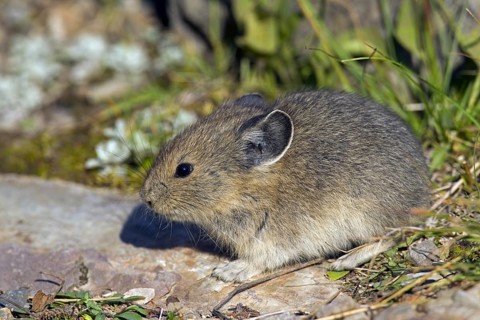 American pika (Ochotona princeps) native to alpine regions of Canada and western US, where its