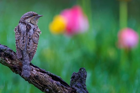 Eurasian wryneck (Jynx torquilla) on gnarled branch, foraging, in the rain, woodpecker, biosphere