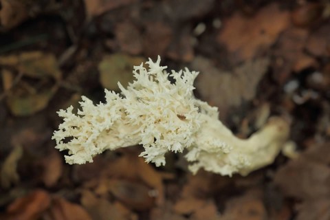 Comb-shaped coral (Clavulina coralliodes), comb coral, corals, Korella, Clavulina, coral-like,