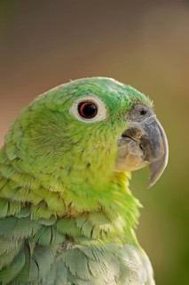 Salvadori's miller amazon (Amazona farinosa virenticeps), portrait, captive, occurrence in South