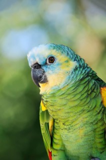 Blue-fronted Amazon (Amazona aestiva), portrait, captive, occurrence in South America