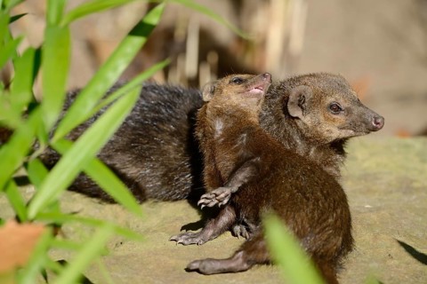 Common kusimanse (Crossarchus obscurus) with juvenile, captive, occurrence in Africa