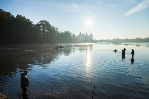 Fishing of the castle pond in Moritzburg