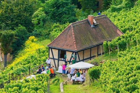 Open Winery Day in Saxony