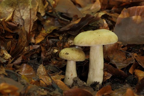 Grey-green milkling (Lactarius blennius), two, milkling (lactarius), russulaceae, brittle-leaved,