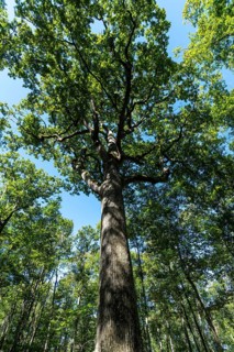 Forest of Troncais . Remarkable oak tree. Charles Louis Philippe oak, 33m high, 4m60 in