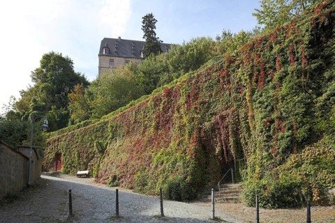 Wall with overgrown ivy and stairway to the castle, Marburg, Hesse, Germany, Europe