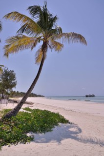 Palm tree on Dongwe Beach, Dongwe, Zanzibar, Tanzania, Africa