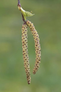 Silver birch, warty birch, European white birch (Betula pendula) (Betula verrucosa) close-up of