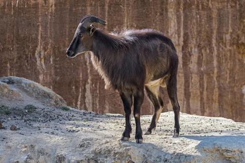 Himalayan tahr (Hemitragus jemlahicus) native to the Himalayas in southern Tibet, northern India