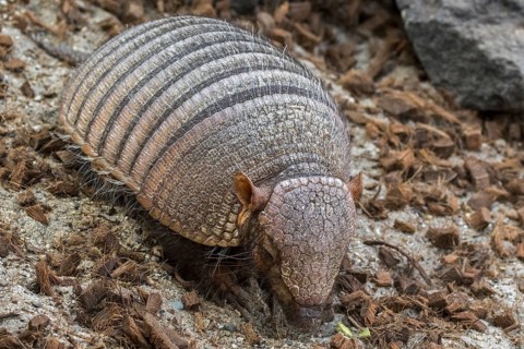 Screaming hairy armadillo (Chaetophractus vellerosus), small screaming armadillo, burrowing