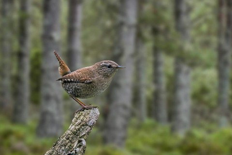 Eurasian wren (Troglodytes troglodytes) (Nannus troglodytes) perched on tree stump in coniferous