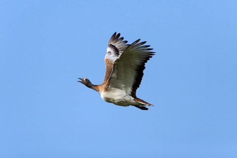 Great Bustard (Otis tarda), Alentejo, Portugal, side, Europe