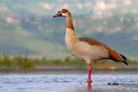 Egyptian goose (Alopochen aegyptiaca) in a pond, Kwazulu Natal Province, South Africa, Africa