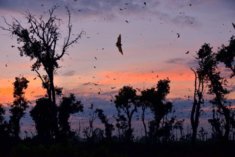 Straw-coloured Fruit Bats (Eidolon helvum), in flight at first light, Kasanka National Park,
