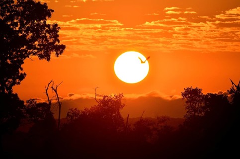 Straw-coloured Fruit Bat (Eidolon helvum), in flight at sunrise, Kasanka National Park, Zambia,