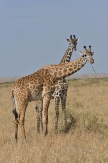 Maasai Giraffes or Kilimanjaro Giraffes (Giraffa camelopardalis tippelskirchi) while feeding,