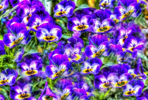 Large-flowered field pansy, viola (plant) (Viola), purple flowers creative, artistic shot, violet