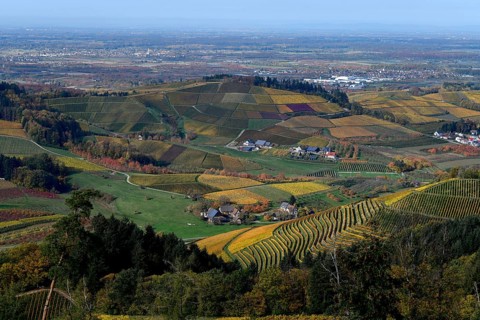 Landscape with autumnal coloured vineyards, near Durbach, Ortenaukreis, Black Forest,